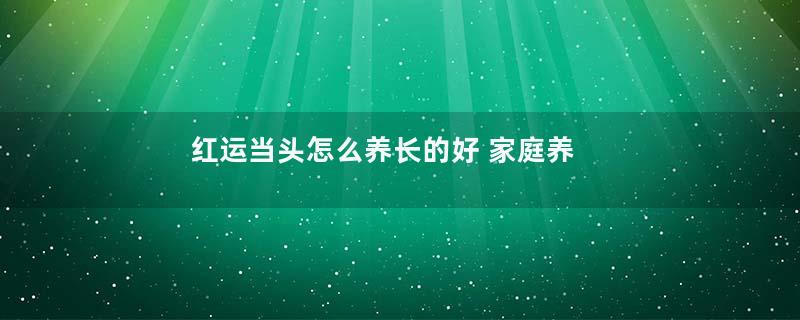 红运当头怎么养长的好 家庭养殖方法